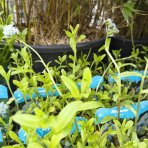 Nezábudka močiarna (Myosotis palustris) - kont. P9 